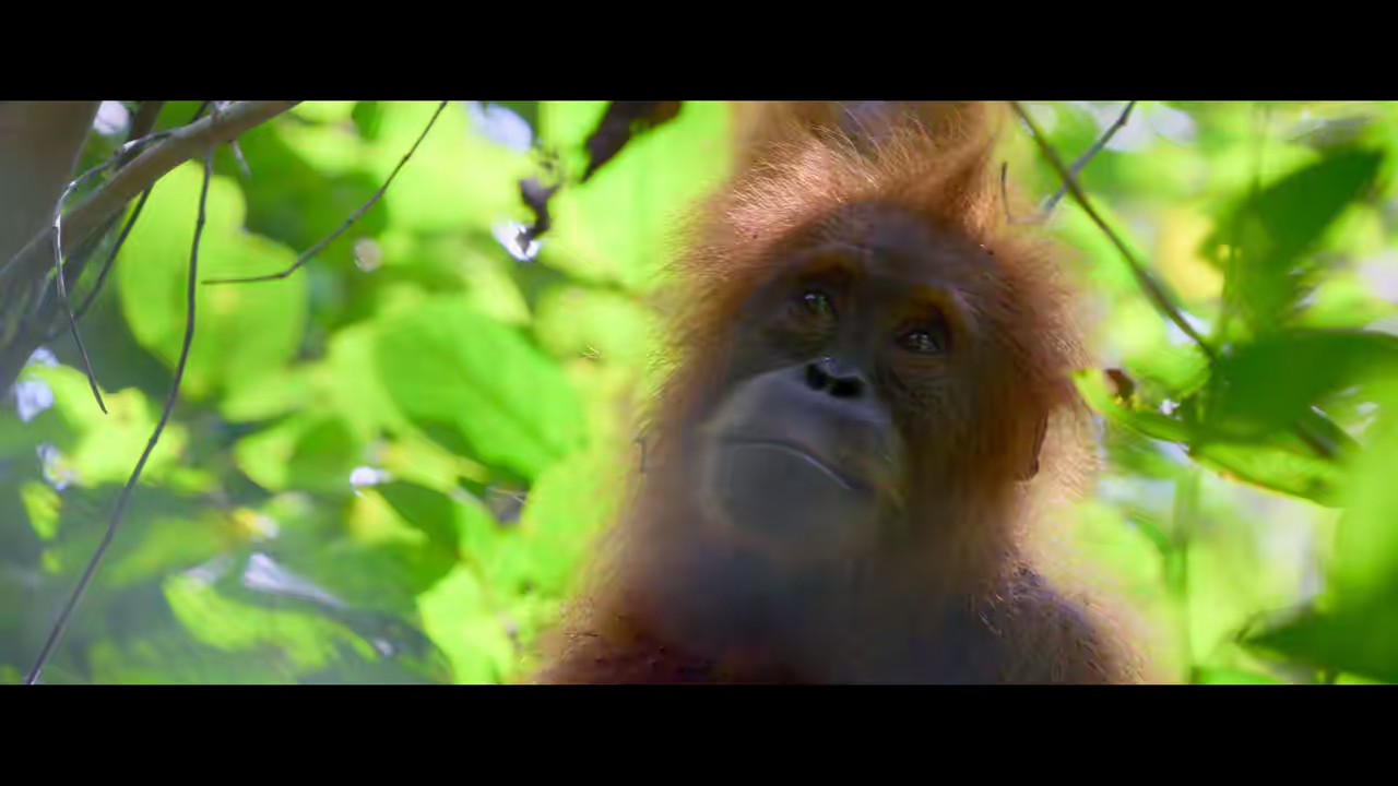 Secret Lives of Orangutans (2024) NF WEB-DL Hindi + English 720p 10bit HEVC DDP 5.1 MSub.mkv.0000